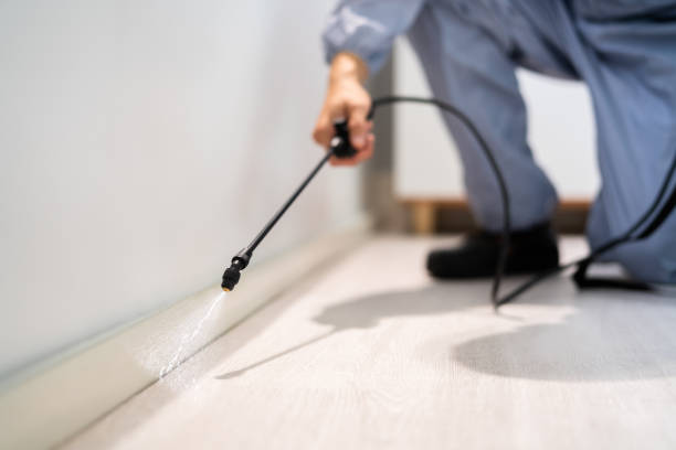 Licensed Wasp Removal service in Boulder Creek, CA - Show Me Pest Control