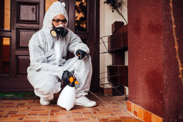 Reliable Wasp Removal contractor in Boulder Creek, CA by Show Me Pest Control